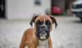 Detik-detik Warga Selamatkan Anak 9 Tahun yang Diserang Anjing Pitbull di Bandung, Lempar Papan hingga Tong Sampah agar Gigitan Terlepas