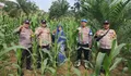 Polres Rokan Hulu Terus Mendorong Peran Aktif Jajarannya Mendukung Program Ketahanan Pangan Nasional