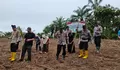 Terus Buktikan Mendukung Program Nasional, Polsek Rambah Samo, Tanam Jagung Dilahan Dengan Luas Dua Hektar 