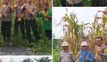 Polsek Tualang Dampingi Panen Jagung di PT Perawang Agro Sejahtera, Dukung Ketahanan Pangan Nasional