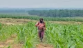 Jaga Kualitas Jagung Pipil, Aipda Azwan Har Dampingi Petani Semprot Pupuk di Lahan PT SIR Dukung Ketahanan Pangan