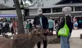 Viral Turis WNI Diduga Beri Plastik ke Rusa di Jepang, Pembuat Konten Minta Maaf