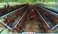 Program Ketahanan Pangan Desa Sukaresmi Mulai Bergulir, Peternakan Ayam Petelur Jadi Andalan