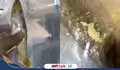 SPPG Cahaya Ngrayun Ponorogo Akui Teledor Usai Viral Temuan Belatung di Menu MBG
