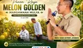 Bupati Lebak Hadiri Panen Raya Melon Golden di Cileles, Dorong Ketahanan Pangan dan Hortikultura