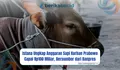 Istana Ungkap Anggaran Sapi Kurban Prabowo Capai Rp100 Miliar, Bersumber dari Banpres