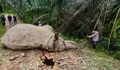 Gajah Sumatra Mati Beruntun di Aceh, BKSDA Didesak Evaluasi Sistem Perlindungan Satwa