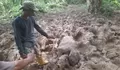 Gajah Ditemukan Mati di Eks HGU PT Atakana Kompeni Aceh Timur, Penyebab Belum Diketahui