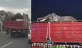 Gajah Deo dan Sinta Dipindahkan dari Jogja ke Kaltim, Kemenhut Ungkap Alasan dan Prosesnya