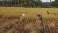 Kemarau Panjang, Ketersediaan Beras di Pangandaran Masih Surplus