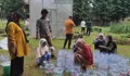 Solusi Urban Farming di Lahan Sempit: Hidroponik Sistem Sumbu Mudah dan Hemat Biaya