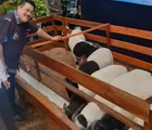UPZ IKA Unpad Tebar Daging Domba Premium untuk Masyarakat di Momentum Iduladha.