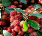 Harga Jual Rambutan di China 2 Kali Lipat dari Indonesia, Buah Ini Langka di Daerah dengan Iklim Subtropis