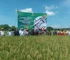 Produksi Purwakarta Capai 84.466 Ton, Sri Jaya Midan: Bulog Siap Serap Gabah Rp6.500/kg! - Panen Raya Padi Serentak 14 Provinsi Bersama Presiden
