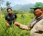 BPP Kiarapedes Buat Demplot Padi Inpari IR Nutri Zinc di Barong Mulya, Gandeng Petani dan POPT