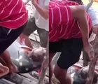 Viral! Patin Kuning Raksasa 45 Kg dari Sungai Mahakam, Warga Sebut Ikan Monster Langka