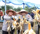 Polda Riau Panen Raya Jagung Serentak di Kampar, Wujudkan Swasembada Pangan