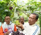Wali Kota Jaktim Dorong Pemanfaatan Lahan Kosong Lewat Panen Anggur Warga: Ini Contoh yang Sering Saya Anjurkan