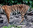 Harimau Dilaporkan Melintas di Jalan Zamrud Siak Kemarin, BBKSDA Riau Turunkan Tim