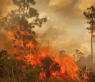 Sudah Landa 6 Daerah, tapi Pemprov Riau Belum Menetapkan Status Siaga Darurat Karhutla