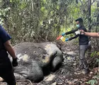 Seekor Gajah Sumatera Ditemukan Mati Mengenaskan dengan Kepala Terpotong di Konsesi PT RAPP Ukui