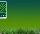 Tanam Sawit di Kawasan Hutan, First Resources Bayar US$5,6 Juta