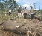 Kasus Anak Gajah Sumatera Mati di TNTN, Polda Riau Tetapkan Pemilik Lahan Tersangka