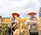 Dukung Program Swasembada Pangan Nasional, Polsek Kulim Gelar Panen Raya Jagung Kuartal II 2026