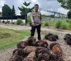 Polsek Batu Hampar Tangkap Dua Pelaku Pencurian Buah Kelapa Sawit Saat Beraksi Dikebun Warga