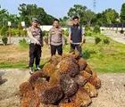 Polsek Batu Hampar Tangkap Satu Pelaku Pencurian TBS, Satu Pelaku Lainnya Kabur