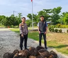 Polsek Batu Hampar Tangkap Pencuri Kelapa Sawit Saat Beraksi 