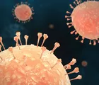 Jadi Sorotan Internasional, Ternyata Hantavirus Sudah Terdeteksi di Sumbar dan 8 Provinsi Lainnya