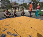 Kapolsek Tapung Cek Pengeringan Jagung Hasil Panen di Lahan Ketahanan Pangan