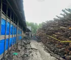 Hutan Mangrove Pesisir Riau Dirusak, Akademisi Minta Kepolisian Hukum Berat Pelaku