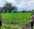 Dukung Asta Cita Prabowo, Polsek Tapung Laksanakan Pengecekan Tanaman Jagung Pipil