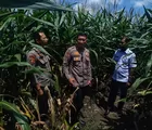 Kapolsek Tapung Bersama Kepala Desa Laksanakan Peninjauan Tanaman Jagung Pipil di Desa Indrapuri