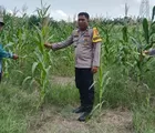 Polsek Batu Hampar Cek Perkembangan Jagung Pipil Kuartal I 2026, Tumbuh Subur tanpa Gangguan