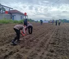 Polsek Tapung Tanam Jagung Kuartal II Dukung Program Ketahanan Pangan Nasional