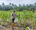Personil Polsek Batu Hampar Monitoring dan Cek Tanaman Jagung Pipil Dilahan Ketahanan Pangan