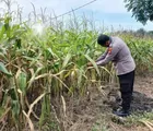 Polsek Tapung Cek Perkembangan Jagung Pipil, Dukung Ketahanan Pangan Nasional