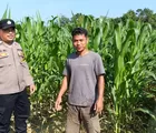 Dukung Ketahanan Pangan, Polsek Rumbai Barat Pekanbaru Monitoring Tanaman Jagung Pipil Petani