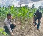 Sambangi Petani, Polsek Rumbai Barat Jalin Silaturahmi dan Perkuat Ketahanan Pangan 