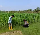 Dukung Swasembada Pangan, Bhabinkamtibmas Polsek Rumbai Barat Cek Berkala Perkembangan Lahan Jagung Warga