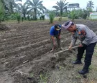 Dukung Swasembada Pangan, Polsek Kunto Darussalam Turun Langsung ke Lahan Pertanian Masyarakat