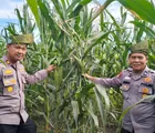 Kapolsek Baru Hampar Monitoring Langsung Tanaman Jagung Pipil Dukung Ketahanan Pangan Nasional