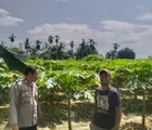 Wujud Dukungan Ketahanan Pangan, Bhabinkamtibmas Polsek Rumbai Barat Sambangi Kebun Pepaya Warga Binaan 
