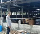 Dukung Ketahanan Pangan, Bhabinkamtibmas Polsek Rumbai Barat Sambangi Peternak Sapi