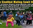Aneh, Polres Bengkalis Tersangkakan Manager KSO Agrinas atas laporan Sindikat Ninja Sawit Negara