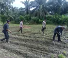 Polisi Cinta Petani Jadi Motor Ketahanan Pangan di Kunto Darussalam Rohul