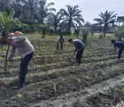 Polsek Kunto Darussalam Cinta Petani, Pantau Langsung Perkembangan Tanaman Jagung Pipil di Desa Binaan